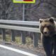 Ursul care a atacat un turist elvețian pe Transfăgărășan a fost împușcat