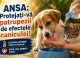 ANSA vine cu recomandări pentru protejarea animalelor în zilele caniculare