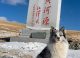 Caz șocant în China: Un câine celebru, urmărit de 1,5 milioane de oameni online, a fost furat și vândut pentru carne