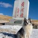 Caz șocant în China: Un câine celebru, urmărit de 1,5 milioane de oameni online, a fost furat și vândut pentru carne