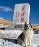 Caz șocant în China: Un câine celebru, urmărit de 1,5 milioane de oameni online, a fost furat și vândut pentru carne