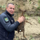 Polițiști de frontieră din România și Republica Moldova au salvat un pui de căprioară din râul Prut