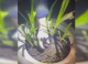 VIDEO // Doi bărbați reținuți pentru comercializarea drogurilor sintetice în sectorul Botanica, al capitalei