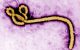 OMS avertizează asupra extinderii epidemiei de Ebola cu tulpina Bundibugyo în estul Republicii Democratice Congo