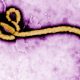 OMS avertizează asupra extinderii epidemiei de Ebola cu tulpina Bundibugyo în estul Republicii Democratice Congo