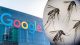 Google vrea să elibereze 32 de milioane de țânțari în SUA. Proiectul care stârnește controverse și dezbateri aprinse