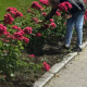 Un tânăr a fost prins de carabinieri în centrul Chișinăului după ce a furat flori