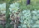 Polițiștii au descoperit peste 200 de plante de mac cultivate ilegal în comuna Cruzești