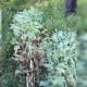 Polițiștii au descoperit peste 200 de plante de mac cultivate ilegal în comuna Cruzești