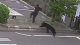 Panică în Japonia: Un urs a atacat mai multe persoane într-o zonă industrială
