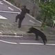 Panică în Japonia: Un urs a atacat mai multe persoane într-o zonă industrială