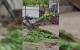 VIDEO // Bărbat din Soroca, cercetat după ce ar fi cultivat ilegal plante de cânepă