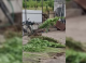 VIDEO // Bărbat din Soroca, cercetat după ce ar fi cultivat ilegal plante de cânepă