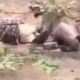 Un păstor din India a supraviețuit după ce a fost ținut la pământ aproape 30 de minute de o leoaică sălbatică
