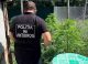 VIDEO // Un recidivist, reținut pentru cultivarea și vânzarea drogurilor. Poliția a descoperit o plantație de cannabis și ciuperci halucinogene