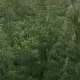 Sute de plante de cânepă, ridicate de polițiști în trei sectoare ale capitalei