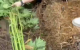 VIDEO // Cânepă cultivată într-o seră, descoperită de polițiști la Soroca. Un bărbat de 54 de ani este cercetat