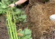 VIDEO // Cânepă cultivată într-o seră, descoperită de polițiști la Soroca. Un bărbat de 54 de ani este cercetat