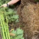 VIDEO // Cânepă cultivată într-o seră, descoperită de polițiști la Soroca. Un bărbat de 54 de ani este cercetat