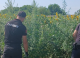 400 de plante de cânepă, depistate și nimicite în extravilanul unui sat din raionul Ungheni