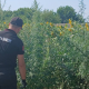 400 de plante de cânepă, depistate și nimicite în extravilanul unui sat din raionul Ungheni