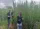 Cultură ilegală de cânepă, descoperită la Trușeni: Zeci de plante, ascunse într-un lan de porumb