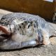 Un pește extrem de toxic, de 100 de ori mai periculos decât cianura, se răspândește în Marea Mediterană
