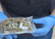 VIDEO // Grupare de traficanți de droguri, destructurată la Chișinău: LSD, ecstasy și hașiș, ridicate în urma perchezițiilor