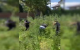 VIDEO // Sute de plante de cânepă și mac, descoperite de polițiști în Chișinău și suburbii